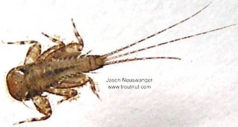 Maccaffertium (March Browns and Cahills) Mayfly Nymph from unknown in Wisconsin