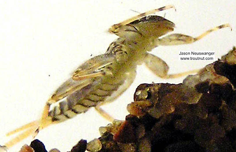 Maccaffertium modestum (Cream Cahill) Mayfly Nymph from unknown in Wisconsin