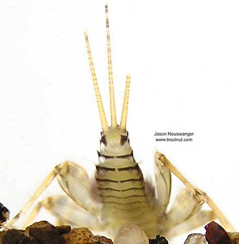 Maccaffertium modestum (Cream Cahill) Mayfly Nymph from unknown in Wisconsin