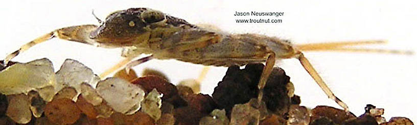 Maccaffertium modestum (Cream Cahill) Mayfly Nymph from unknown in Wisconsin