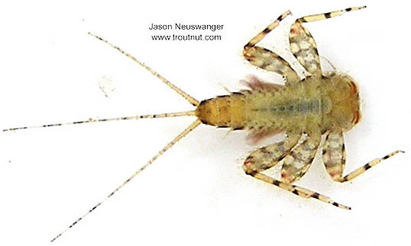 Maccaffertium luteum Mayfly Nymph from unknown in Wisconsin