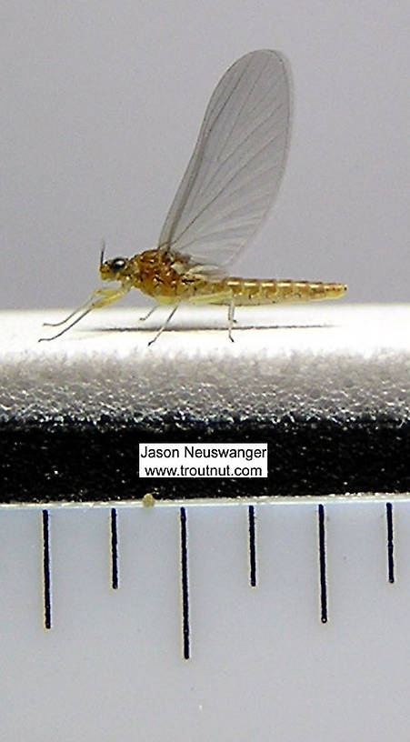 Female Baetidae (Blue-Winged Olives) Mayfly Dun from unknown in New York