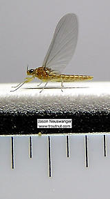 Female Baetidae (Blue-Winged Olives) Mayfly Dun