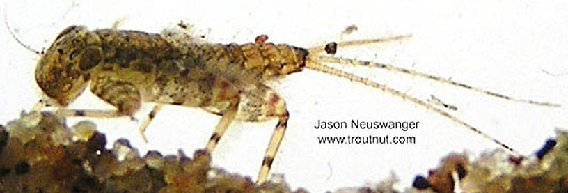 Maccaffertium luteum Mayfly Nymph from unknown in Wisconsin