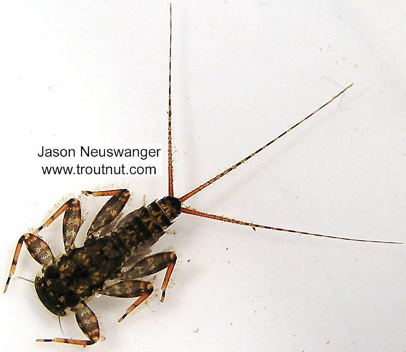 Maccaffertium vicarium (March Brown) Mayfly Nymph from unknown in Wisconsin