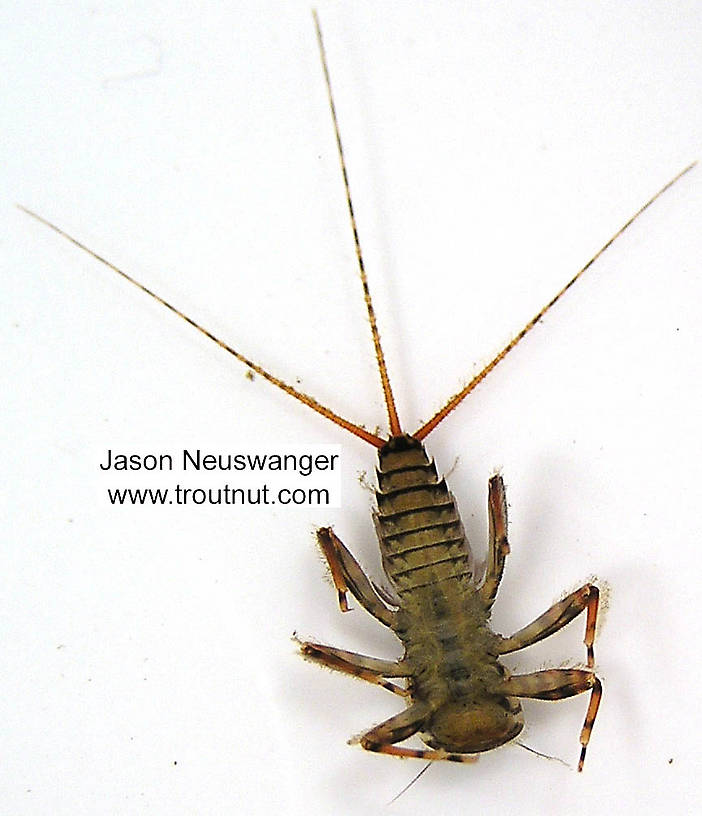 Maccaffertium vicarium (March Brown) Mayfly Nymph from unknown in Wisconsin