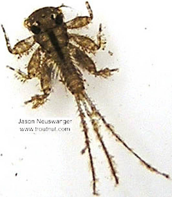 Maccaffertium (March Browns and Cahills) Mayfly Nymph from unknown in Wisconsin