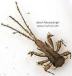 Maccaffertium (March Browns and Cahills) Mayfly Nymph