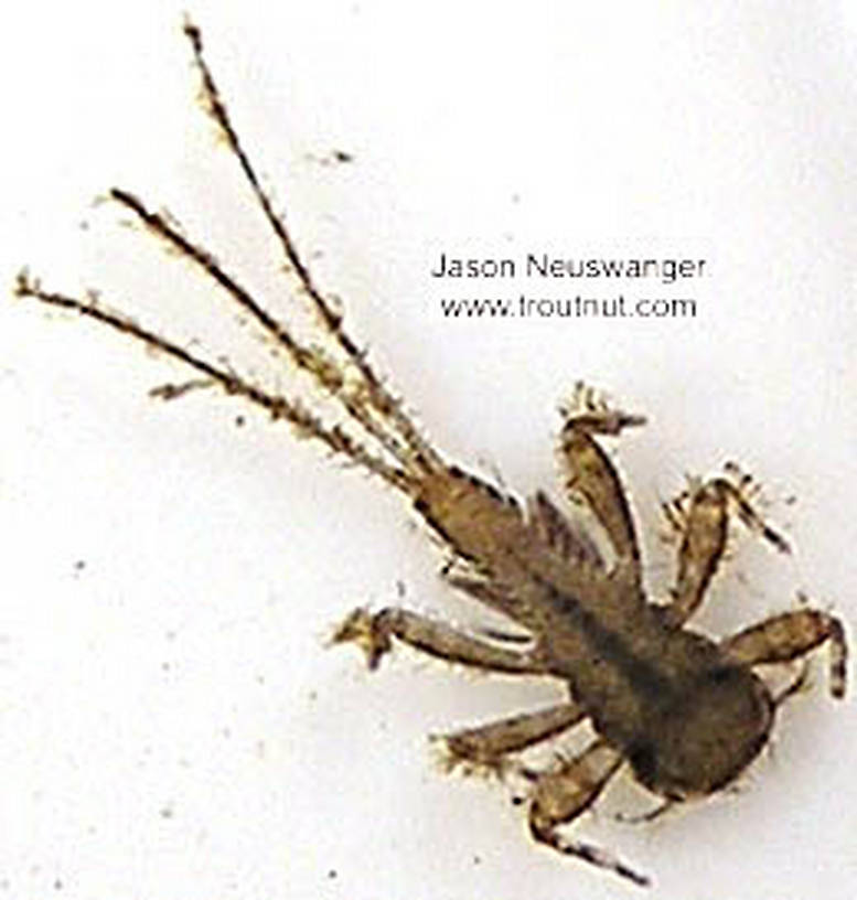 Maccaffertium (March Browns and Cahills) Mayfly Nymph from unknown in Wisconsin