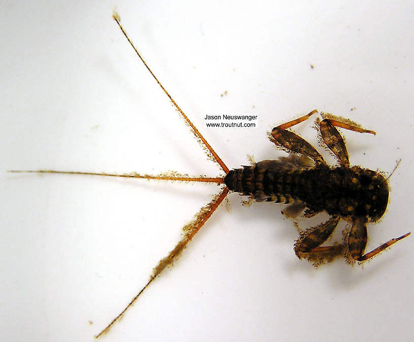 Maccaffertium vicarium (March Brown) Mayfly Nymph from unknown in Wisconsin