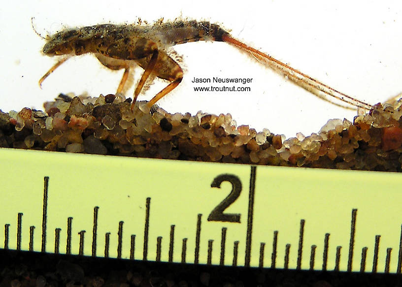 Maccaffertium vicarium (March Brown) Mayfly Nymph from unknown in Wisconsin