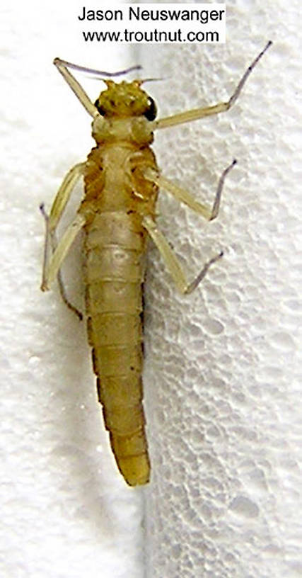 Female Baetidae (Blue-Winged Olives) Mayfly Dun from unknown in New York