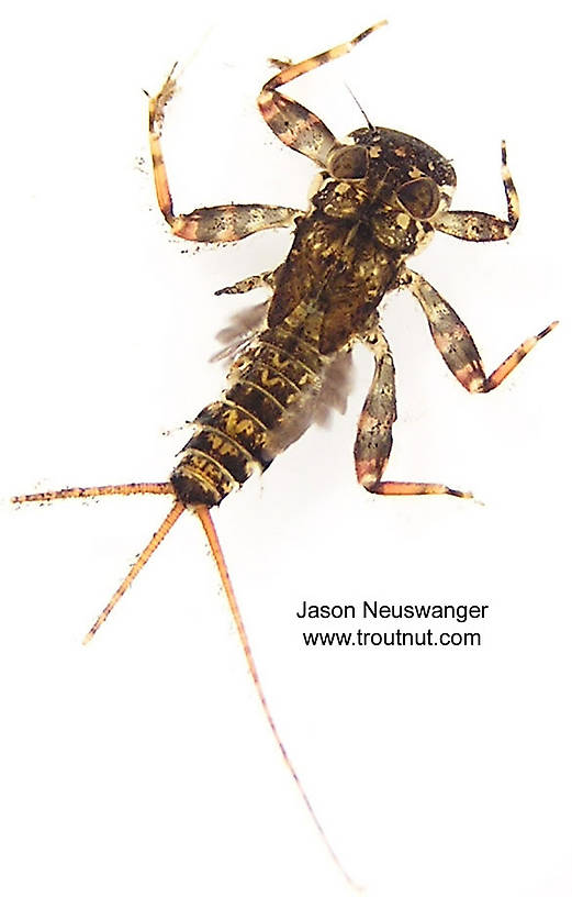 Maccaffertium vicarium (March Brown) Mayfly Nymph from unknown in Wisconsin