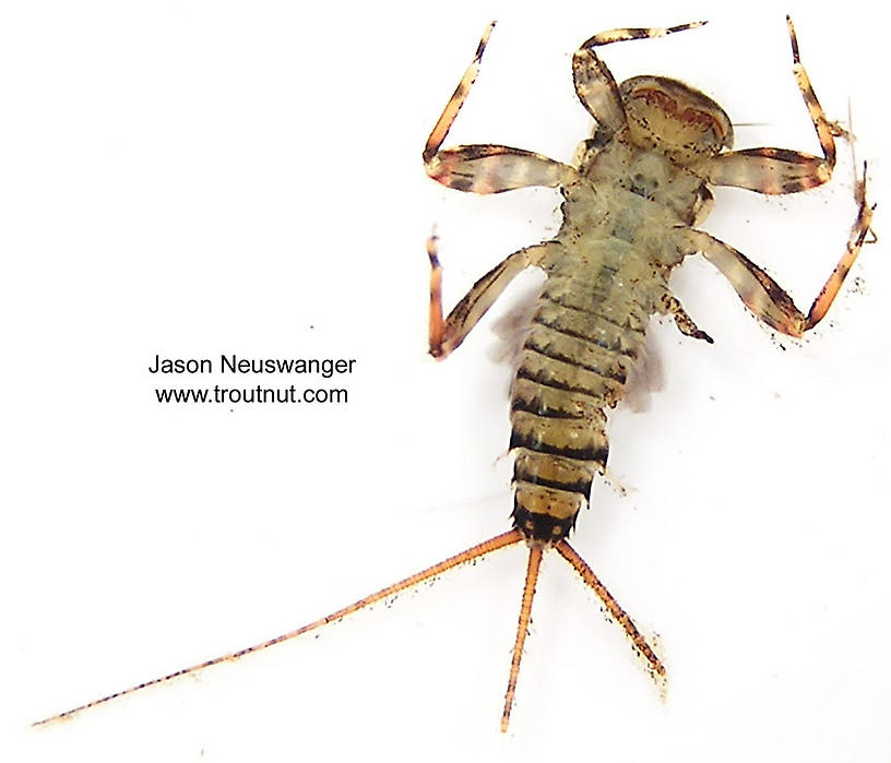 Maccaffertium vicarium (March Brown) Mayfly Nymph from unknown in Wisconsin