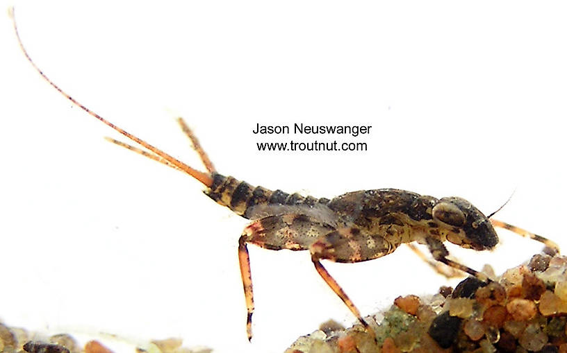 Maccaffertium vicarium (March Brown) Mayfly Nymph from unknown in Wisconsin