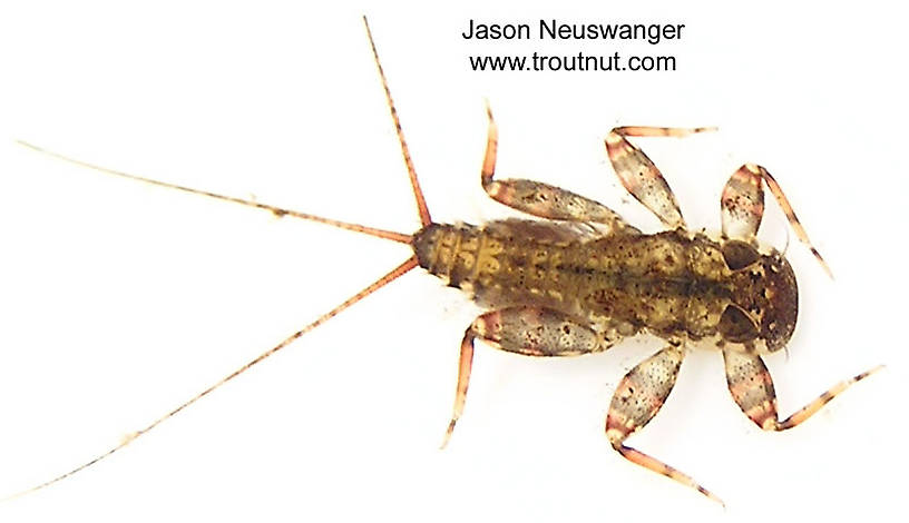 Maccaffertium vicarium (March Brown) Mayfly Nymph from unknown in Wisconsin