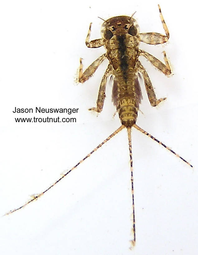 Maccaffertium (March Browns and Cahills) Mayfly Nymph from unknown in Wisconsin