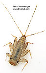 Maccaffertium (March Browns and Cahills) Mayfly Nymph