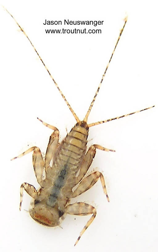 Maccaffertium (March Browns and Cahills) Mayfly Nymph from unknown in Wisconsin