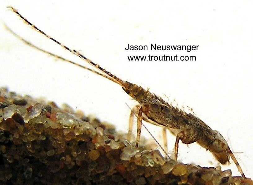 Maccaffertium (March Browns and Cahills) Mayfly Nymph from unknown in Wisconsin