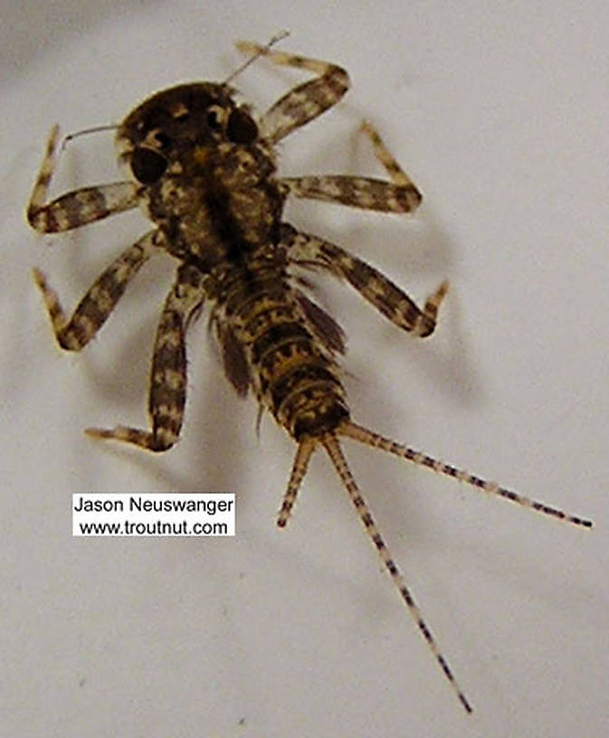 Maccaffertium modestum (Cream Cahill) Mayfly Nymph from unknown in Wisconsin