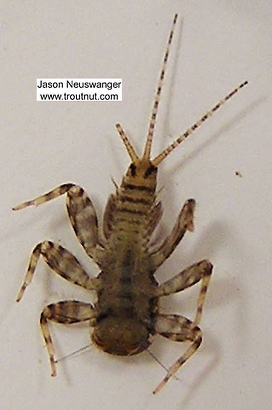 Maccaffertium modestum (Cream Cahill) Mayfly Nymph from unknown in Wisconsin