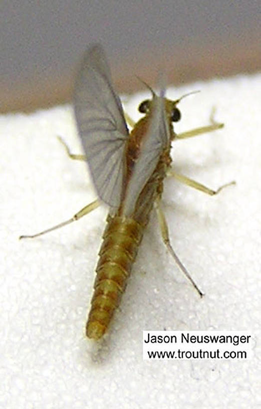 Female Baetidae (Blue-Winged Olives) Mayfly Dun from unknown in New York