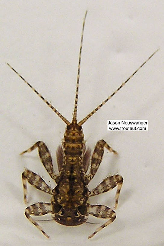 Maccaffertium modestum (Cream Cahill) Mayfly Nymph from unknown in Wisconsin