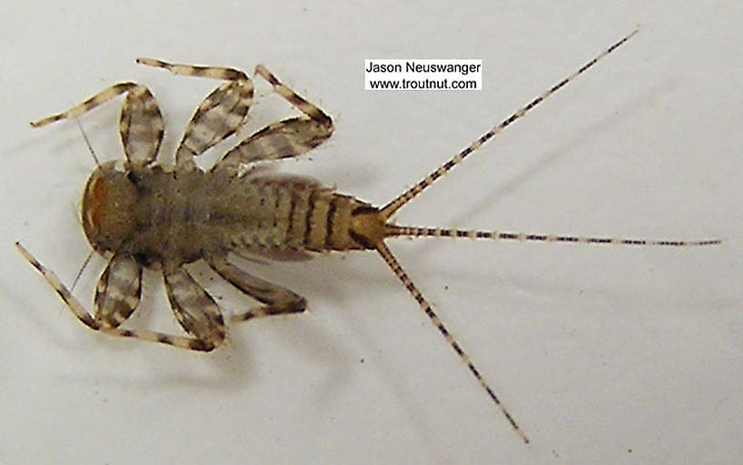 Maccaffertium modestum (Cream Cahill) Mayfly Nymph from unknown in Wisconsin