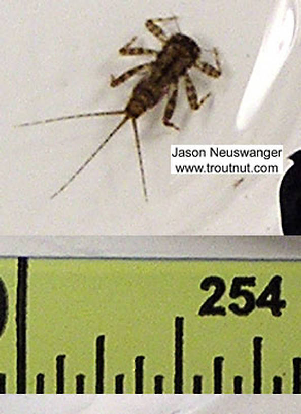 Maccaffertium modestum (Cream Cahill) Mayfly Nymph from unknown in Wisconsin