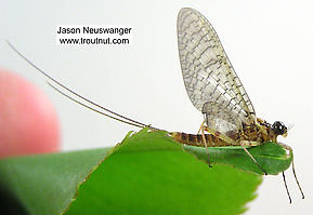 Male Maccaffertium vicarium (March Brown) Mayfly Dun