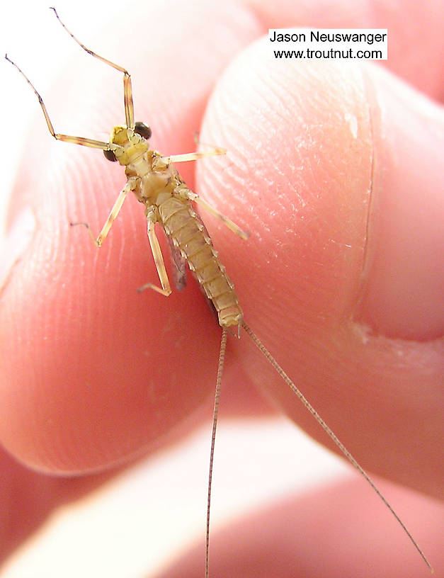 Male Maccaffertium vicarium (March Brown) Mayfly Dun from the Namekagon River in Wisconsin