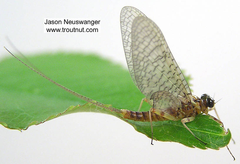 Male Maccaffertium vicarium (March Brown) Mayfly Dun from the Namekagon River in Wisconsin