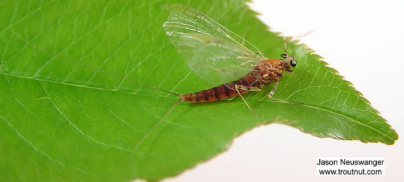 Female Epeorus vitreus (Sulphur) Mayfly Spinner from unknown in Wisconsin