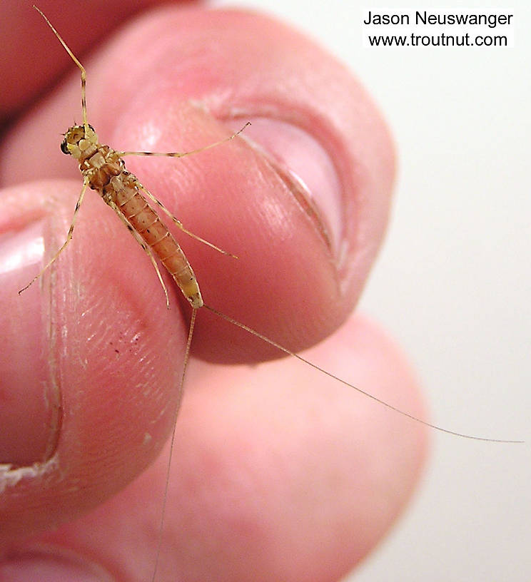 Female Epeorus vitreus (Sulphur) Mayfly Spinner from unknown in Wisconsin