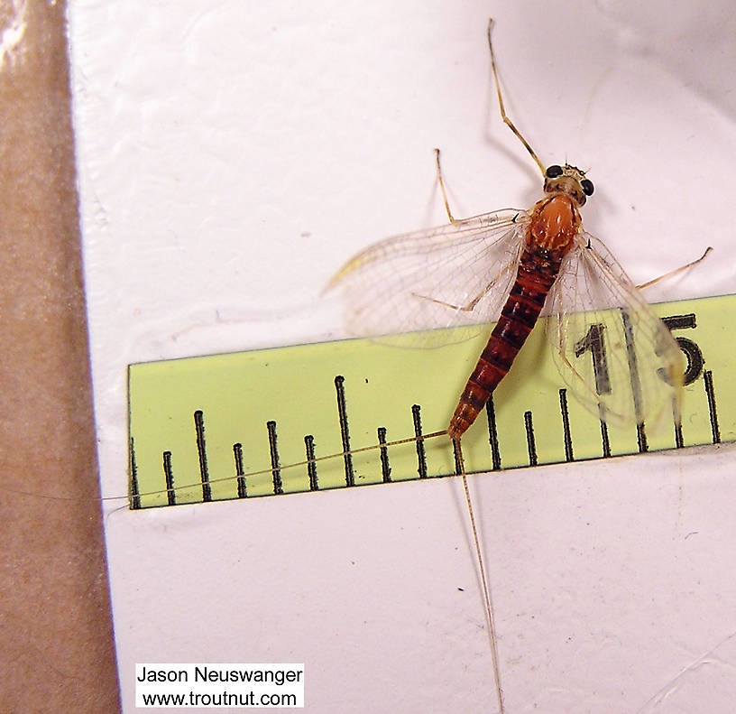 Female Epeorus vitreus (Sulphur) Mayfly Spinner from unknown in Wisconsin