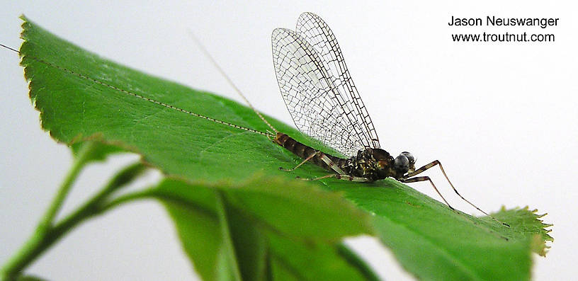 Male Maccaffertium vicarium (March Brown) Mayfly Spinner from unknown in Wisconsin