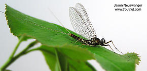 Male Maccaffertium vicarium (March Brown) Mayfly Spinner