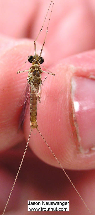 Male Maccaffertium vicarium (March Brown) Mayfly Spinner from unknown in Wisconsin