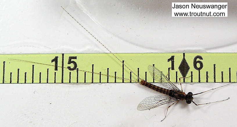 Male Maccaffertium vicarium (March Brown) Mayfly Spinner from unknown in Wisconsin