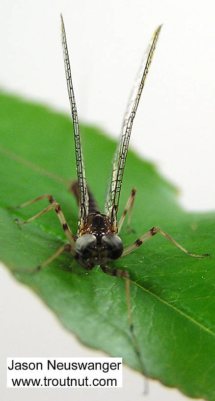 Male Maccaffertium vicarium (March Brown) Mayfly Spinner from unknown in Wisconsin