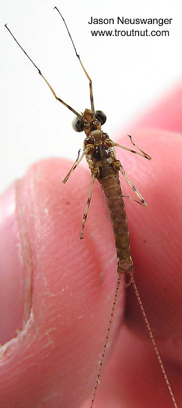 Male Maccaffertium vicarium (March Brown) Mayfly Spinner from unknown in Wisconsin