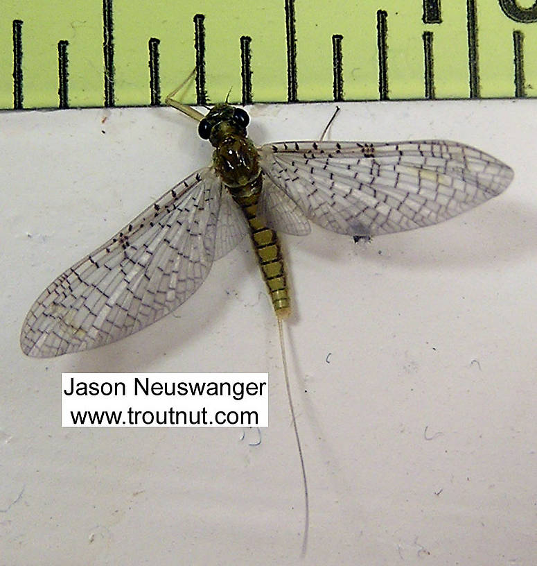 Female Leucrocuta hebe (Little Yellow Quill) Mayfly Dun from unknown in Wisconsin