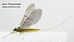 Female Leucrocuta hebe (Little Yellow Quill) Mayfly Dun