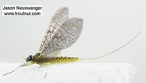 Female Leucrocuta hebe (Little Yellow Quill) Mayfly Dun