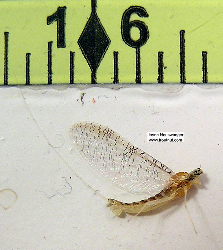 Female Heptageniidae (March Browns, Cahills, Quill Gordons) Mayfly Spinner from unknown in Wisconsin