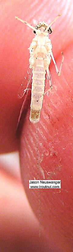 Female Heptageniidae (March Browns, Cahills, Quill Gordons) Mayfly Spinner from unknown in Wisconsin