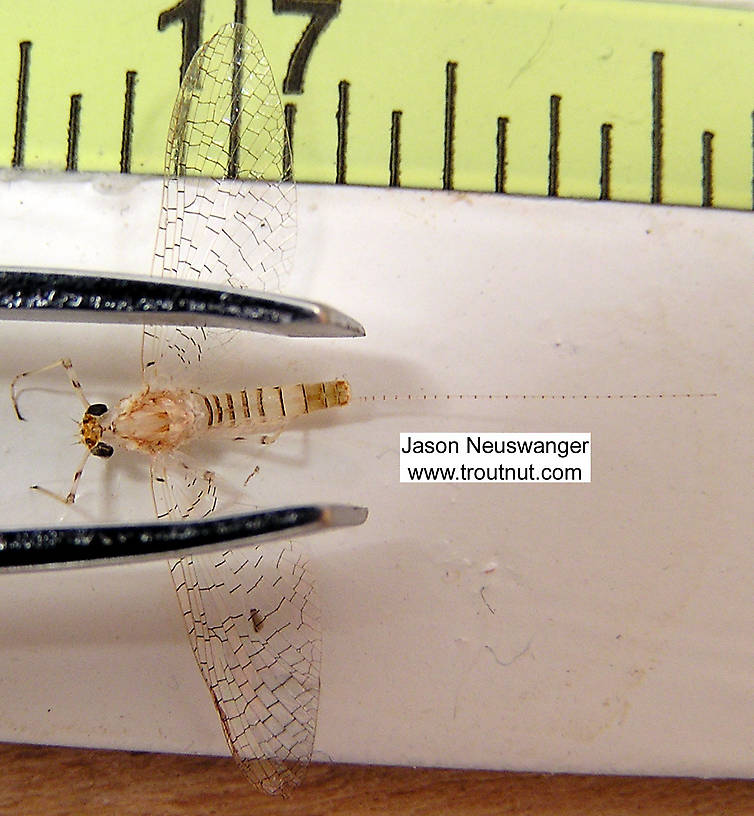 Female Heptageniidae (March Browns, Cahills, Quill Gordons) Mayfly Spinner from unknown in Wisconsin