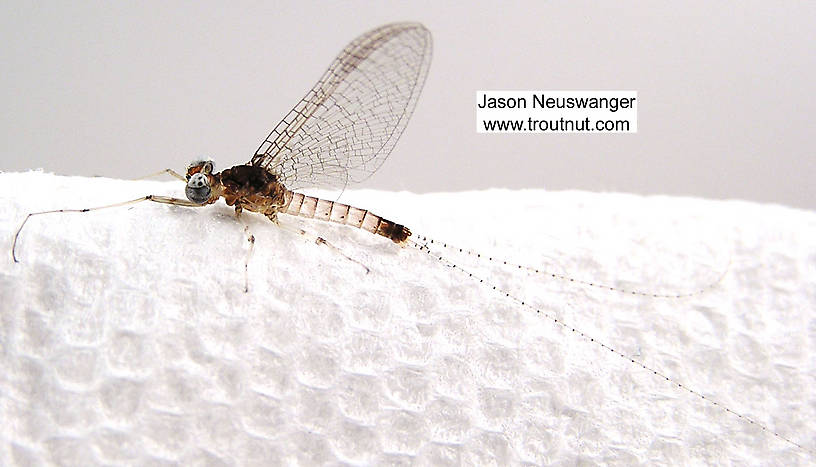 Male Maccaffertium modestum (Cream Cahill) Mayfly Spinner from unknown in Wisconsin