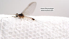 Male Maccaffertium modestum (Cream Cahill) Mayfly Spinner